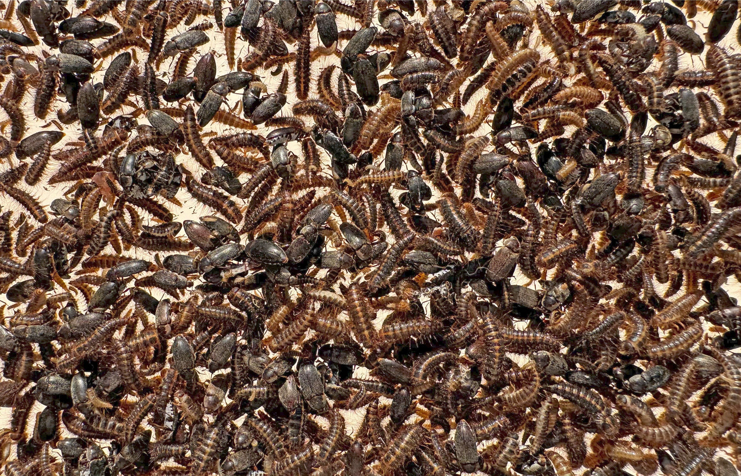 A colony of dermestid beetles