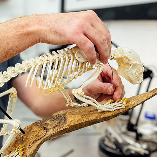 A worker is attaching a small articulated skeleton to a branch.