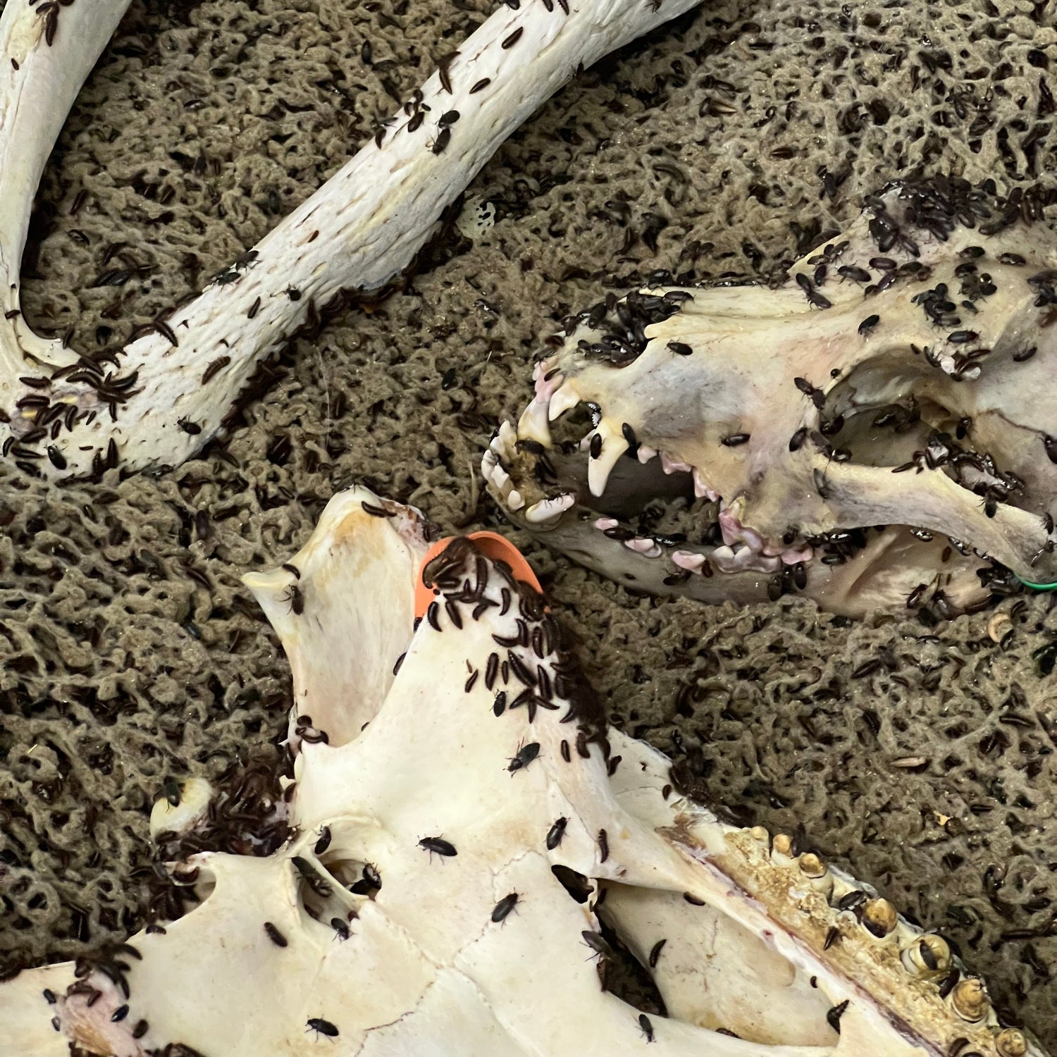 ALT: Close-up of dermestid beetles in a tank with bones