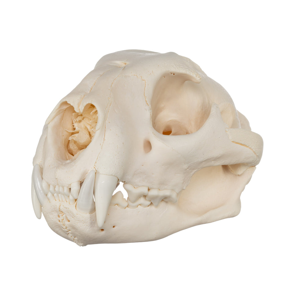 Cougar / Mountain Lion