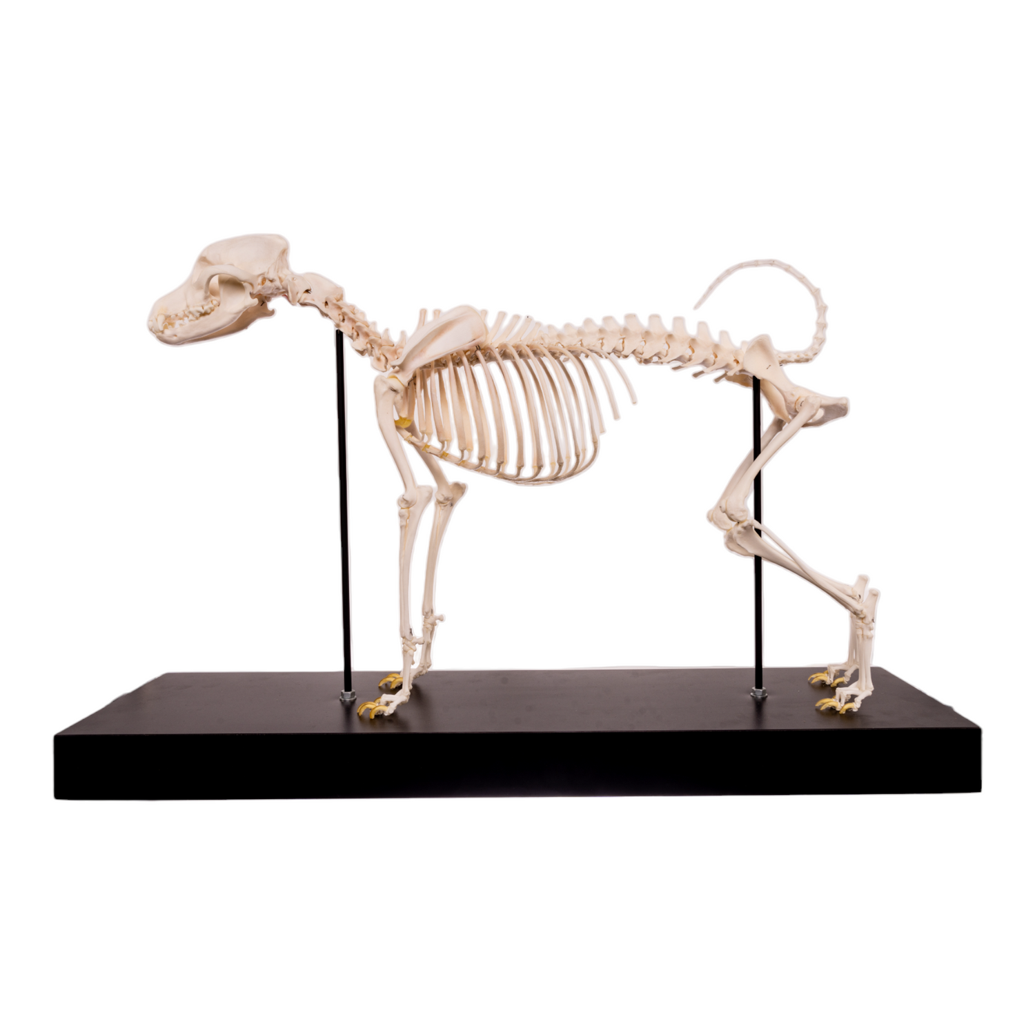 Dog skeleton model on a black stand against a white background