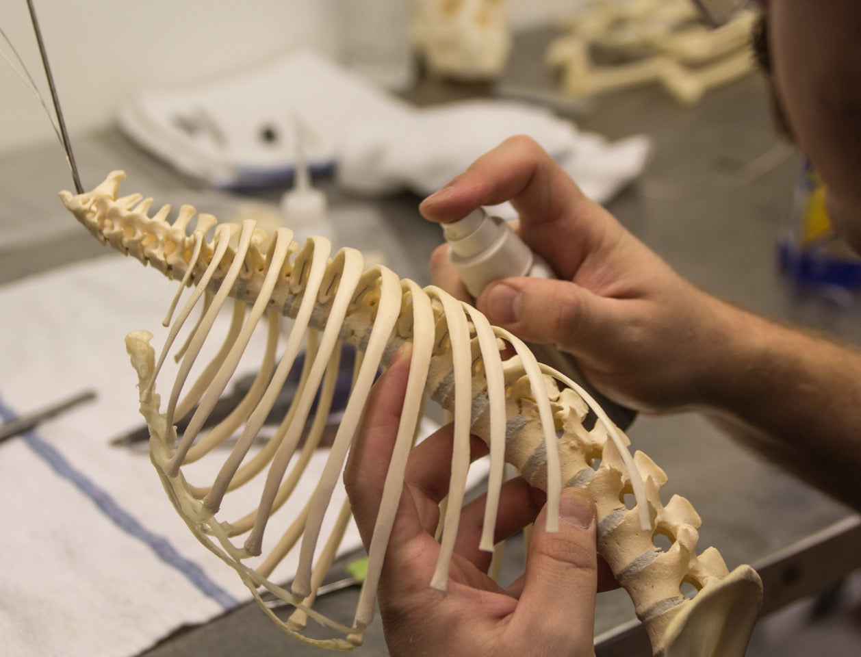 A worker applying a spray to a set of articulated ribs
