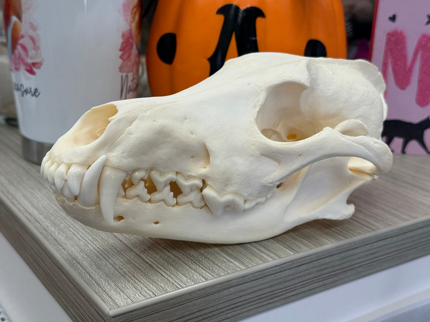 ALT: Coyote skull on a wooden surface with decorations in the background