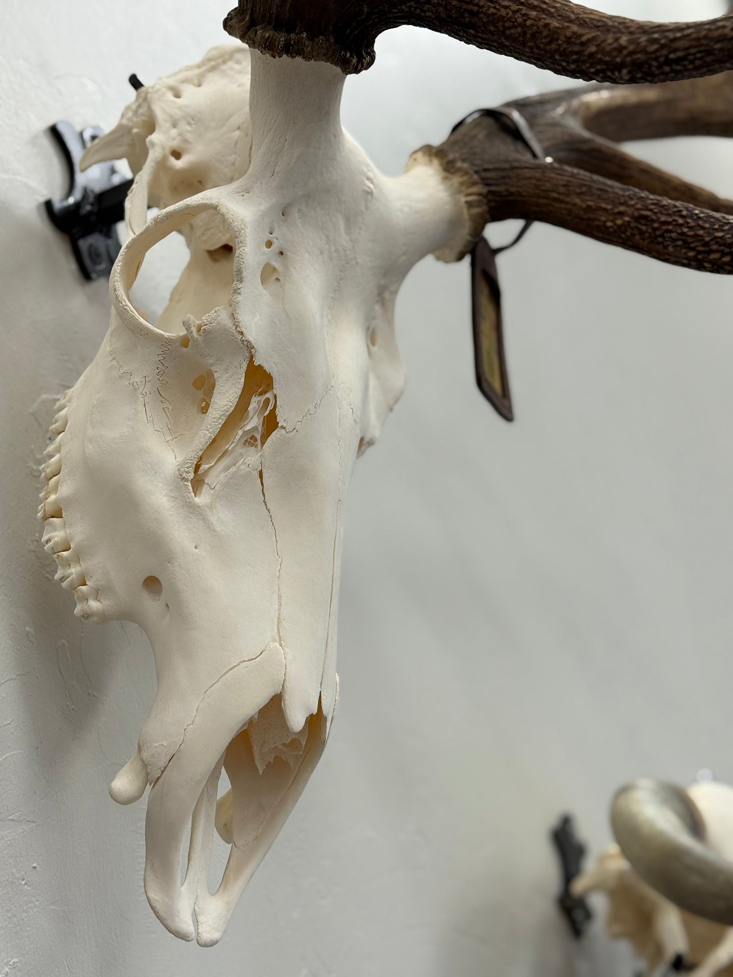 ALT: Elk mounted on a wall with antlers in the background