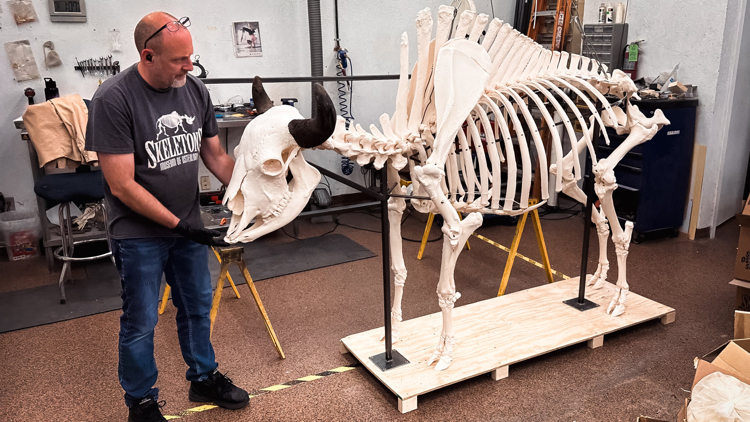 a worker finishes the placement of a skull on an articulated bison