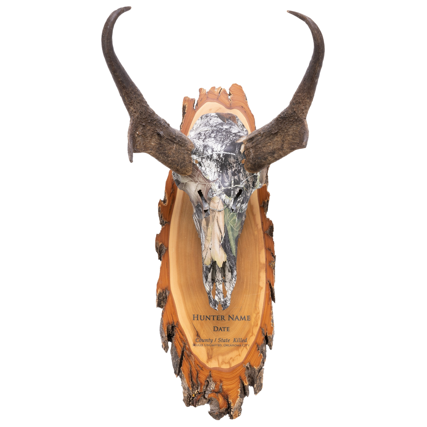 ALT: A Pronghorn skull mounted on a wooden plaque with raw wood edges and custom engraving