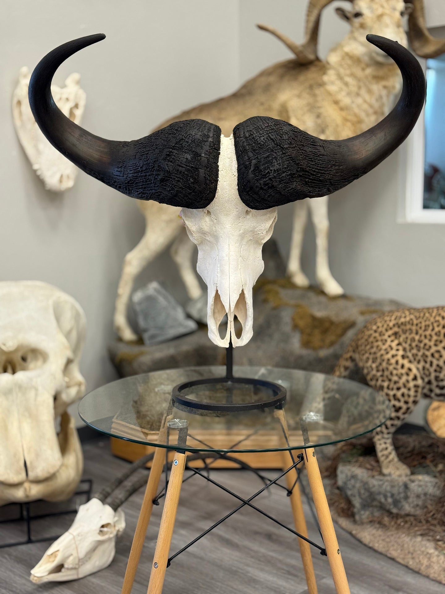ALT: Cape buffalo skull with large horns on a glass table in a room with animal-themed decor.