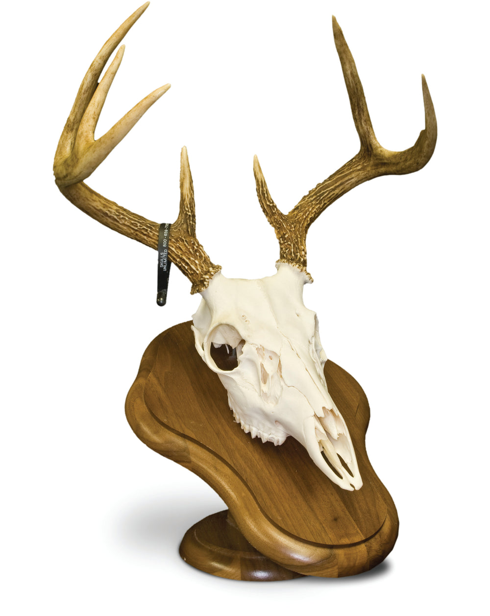 Skull mounting