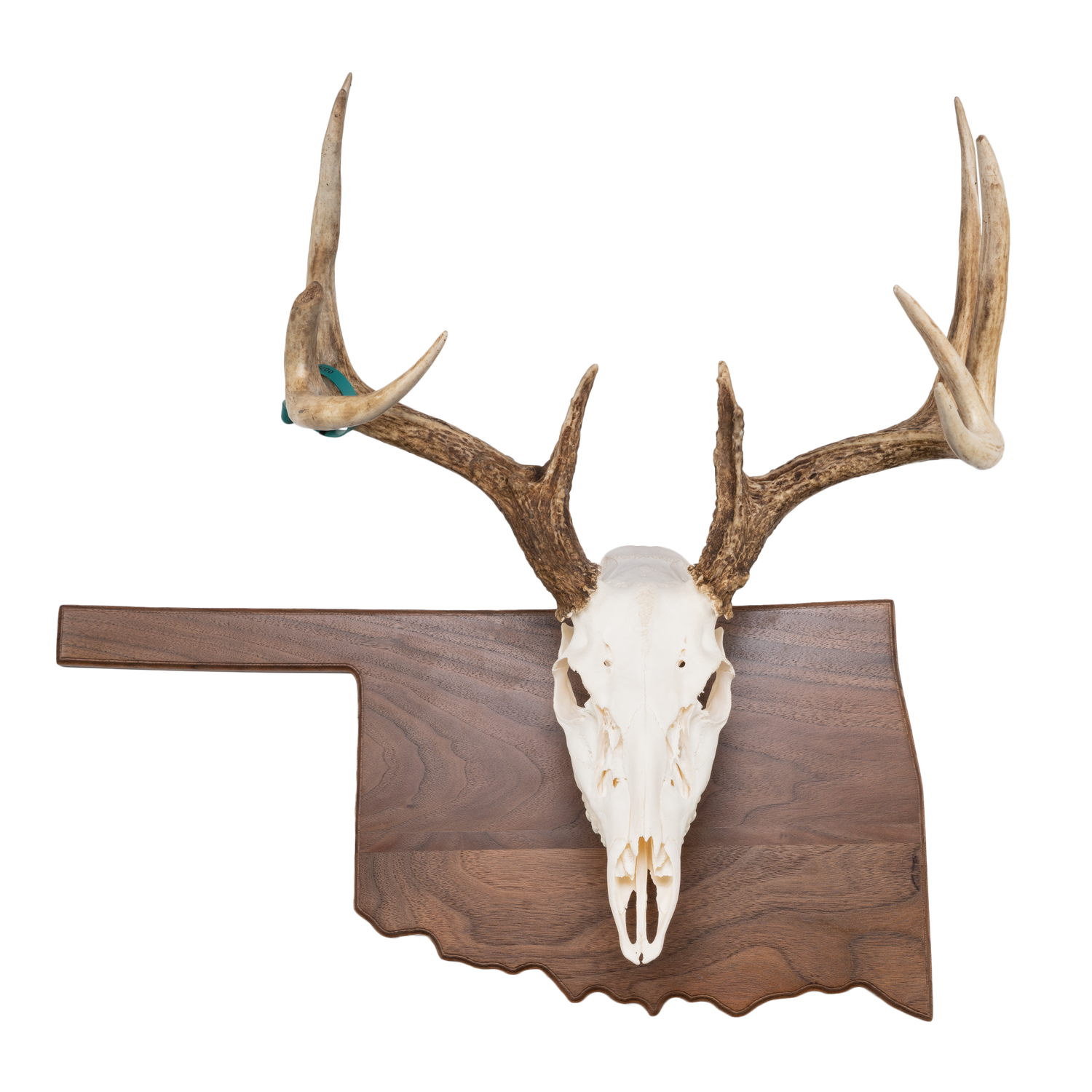 ALT: A deer skull mounted on a wall plaque shaped like the state of Oklahoma