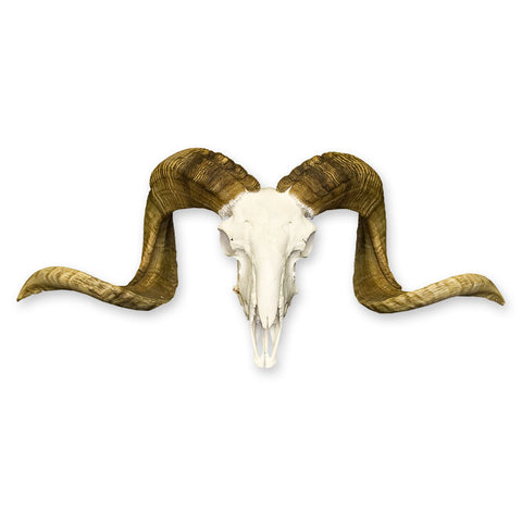 Ram skull with long curled horns on a white background.
