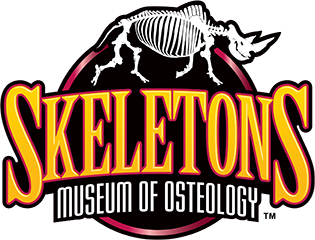 ALT: A logo for Skeletons Museum of Osteology
