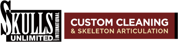 Skull Cleaning