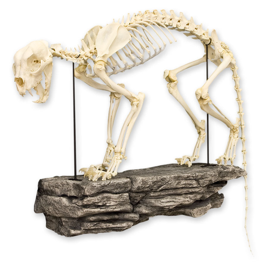 ALT: Snow Leopard skeleton articulated on Rock