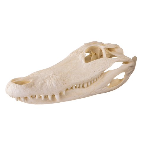 Skull of an alligator on a white background