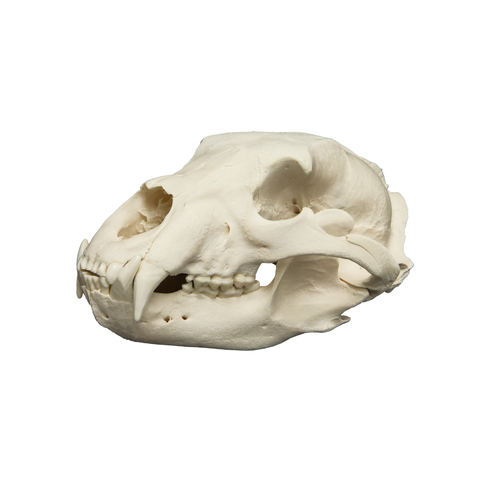 bear skull on a white background