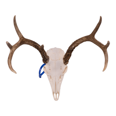 Deer skull with antlers on a white background