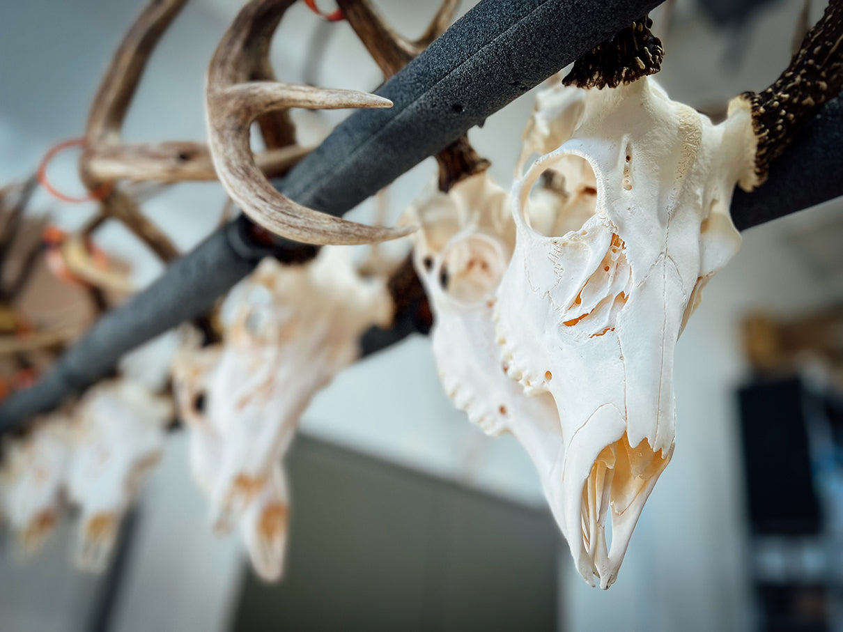 ALT: A row of cleaned and whitened Deer skulls ready for pickup. 
