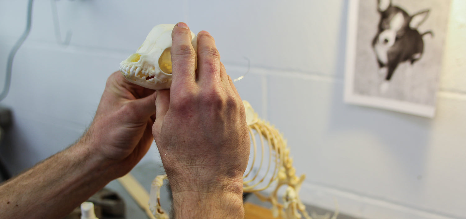 ALT: A worker articulating the skeleton of a dog for a pet memorialization