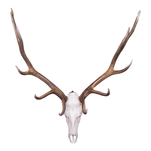 Deer skull with large antlers on a white background