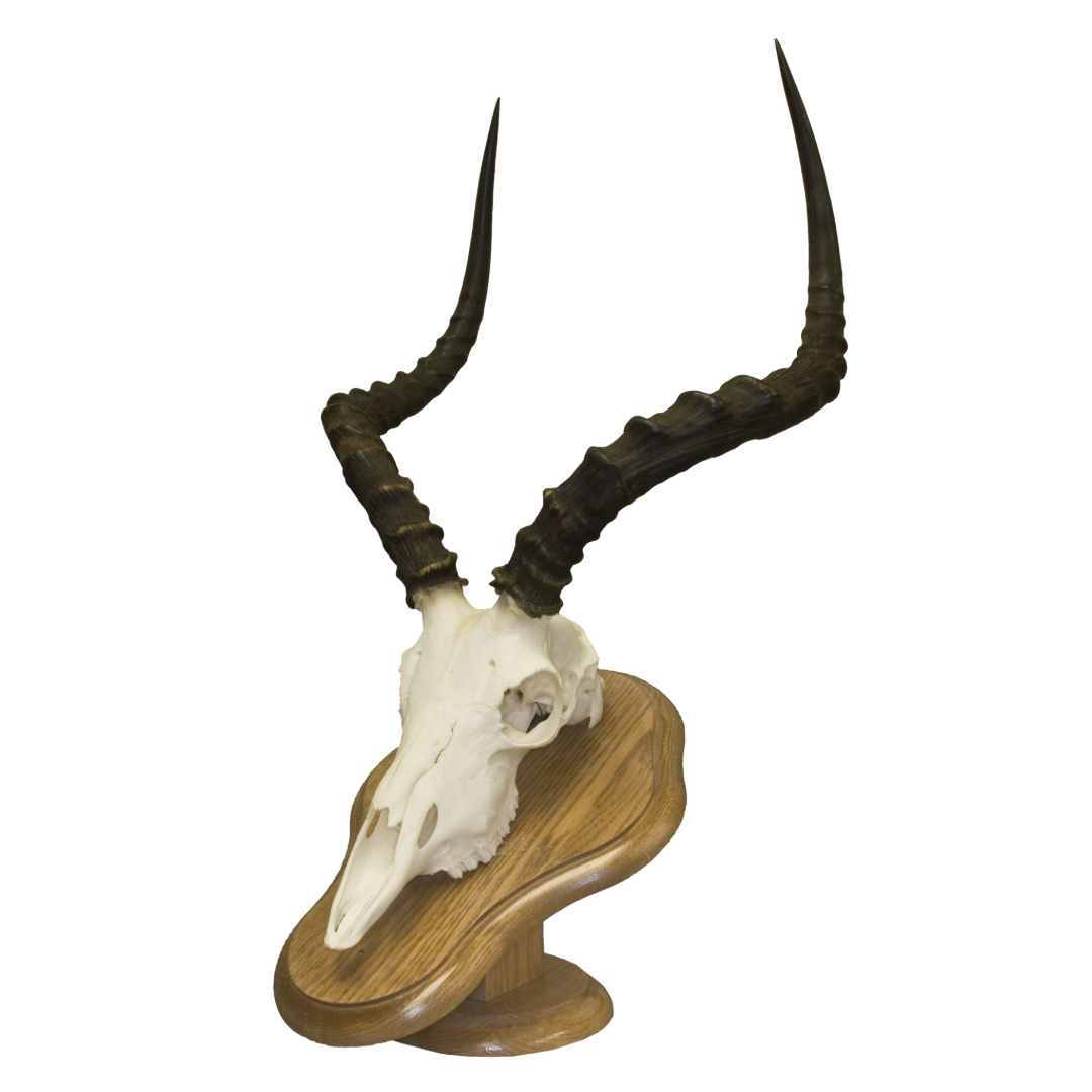 ALT: An Impala skull mounted on a medium brown plaque