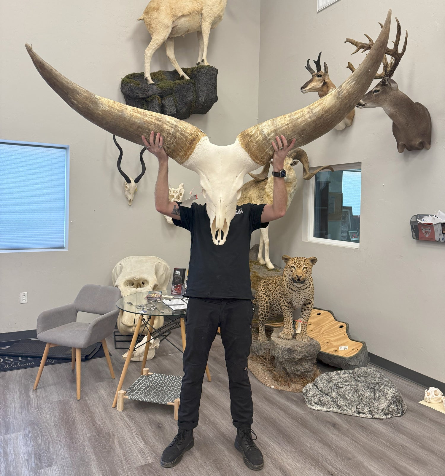 Person holding a large animal skull in a room with various taxidermy mounts on the wall.