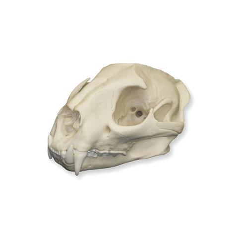 mountain lion skull on a white background