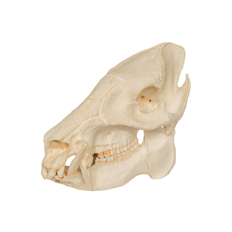 peccary skull on a white background