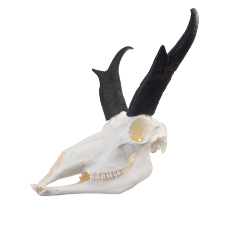 Pronghorn skull with black antlers on a white background