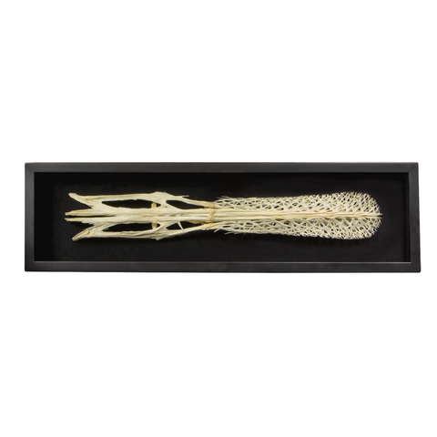 spoonbill skull in a shadowbox on a white background
