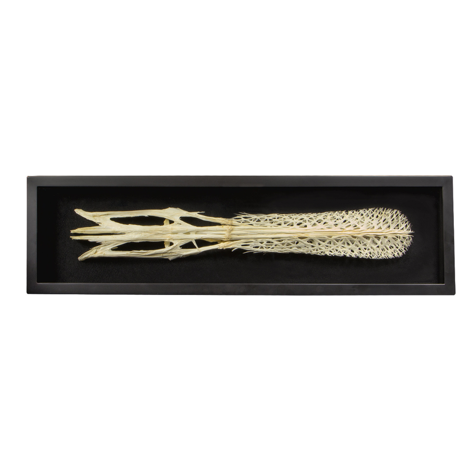 Spoonbill + Shadowbox