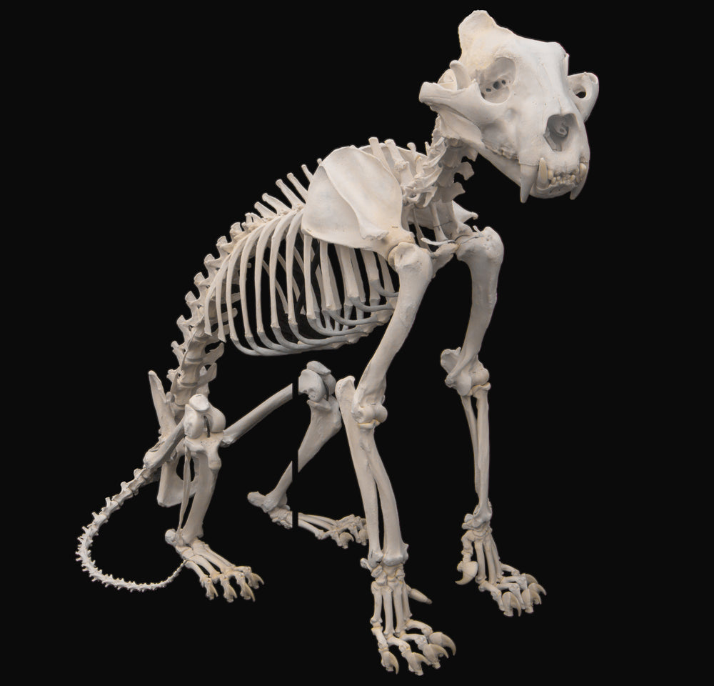 Skeleton articulation