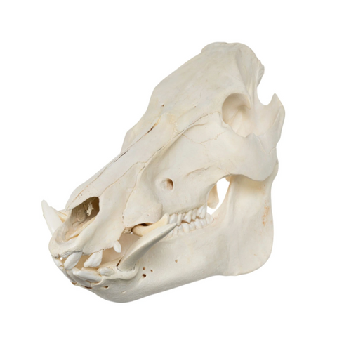 Boar skull on a white background
