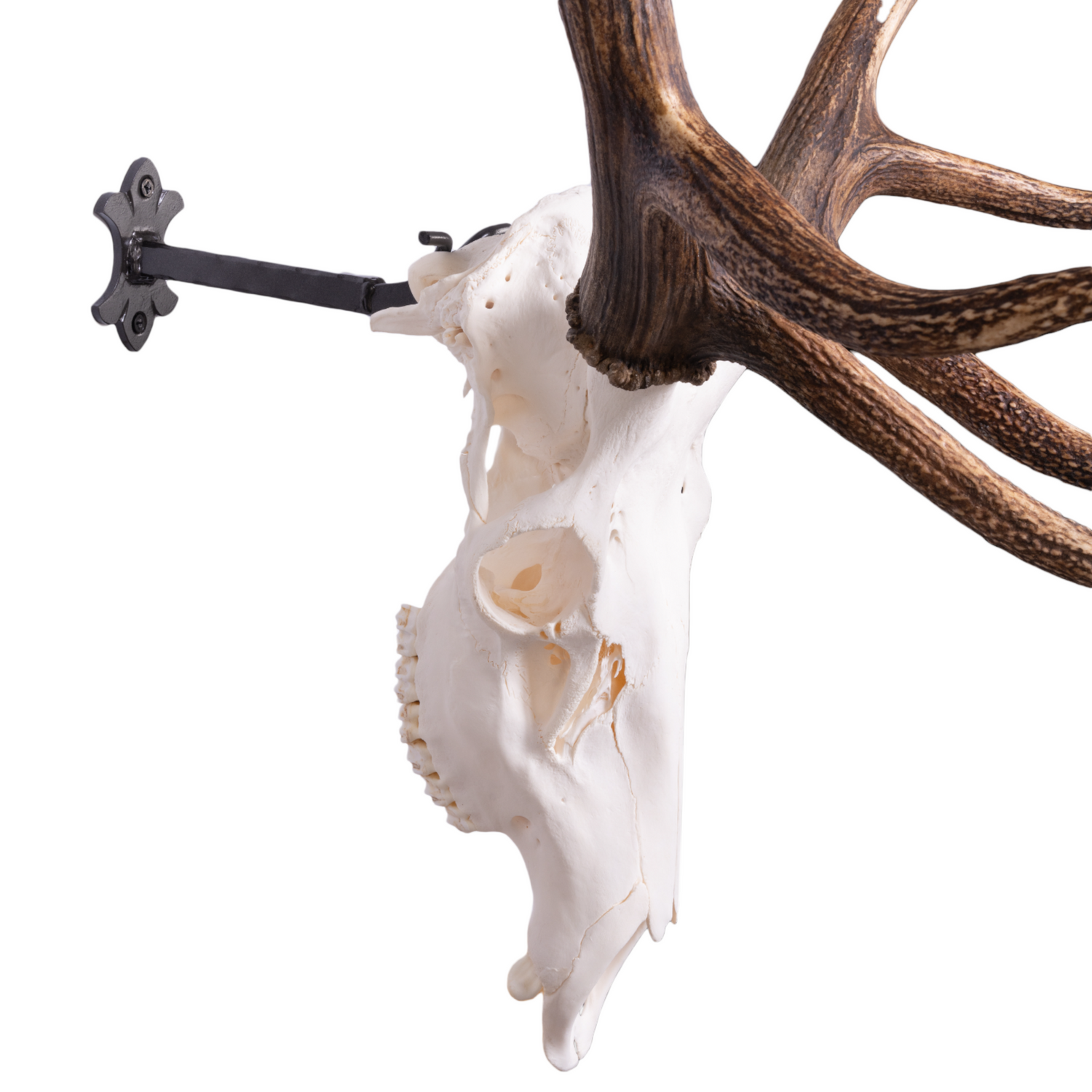 The 'Bull' Bracket - Metal Skull Mount