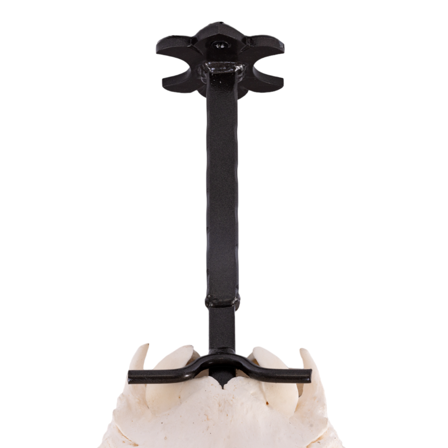 The 'Bull' Bracket - Metal Skull Mount
